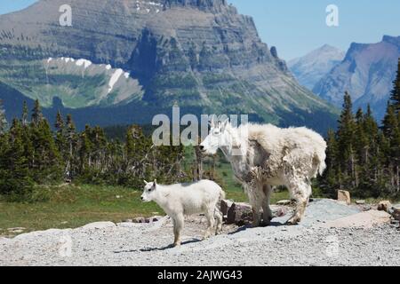 Bergziege (Mutter und Kind) im Hidden Lake Trail, Glacier National Park Stockfoto