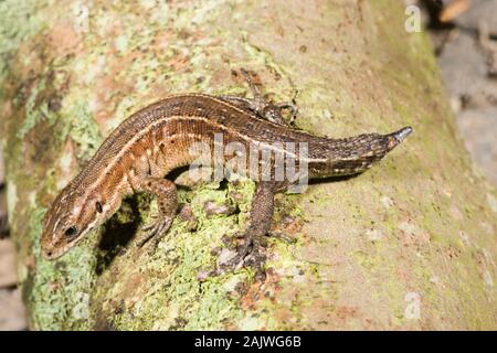 Gemeinsame oder VIVIPAR EIDECHSE Zootoca (Lacerta vivipara). Weibchen mit regenerierenden Schwanz Ende Norfolk Stockfoto