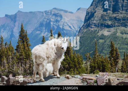 Bergziege (Mutter und Kind) im Hidden Lake Trail, Glacier National Park Stockfoto