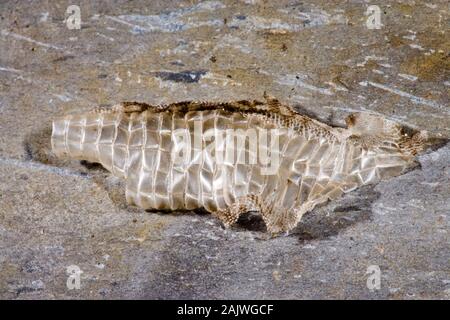 Wand Eidechse Podarcis muralis Teil der abgeworfenen Haut, (ecdysis), Bauch, Skalen. Stockfoto