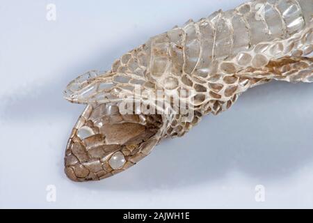 Glatte schlange Coronella austriaca Invertiert ersetzt Haut, Kopfende Unterkiefer oberste, mit auffälligen Auge Skalen unter Kopfschuppen unten. Stockfoto