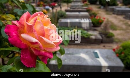 Nürnberg 2019. Red Rose vor der Bestattungen in der monumentalen Friedhof von St. John's. August 2019 in Nürnberg. Stockfoto