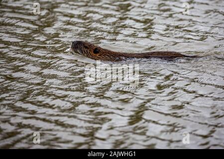 Fischotter, lat. Lutra, auch als Eurasischen river Otter, gemeinsame Otter und der Alten Welt Otter schwimmt in ruhigen Fluss Wasser bekannt, Maritza, Bulgarien, späten Herbst Stockfoto