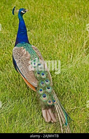 Indisch Blau PFAU Pavo cristatus. Peacock, in 'tail' Feder mausern oder Mausern. Wahre nicht markierten oberen Schwanz Deckfedern unterstützen die Regrown zug Federn rechts. Stockfoto