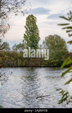 Riesige grüne Pappel Baum steht am See Bank im Herbst Sträuchern, bewölkt Moody Spätherbst Tag, gruseliges Gefühl, das Tal des Flusses Maritsa, Zlato Pole, Bulgarien, Europa Stockfoto