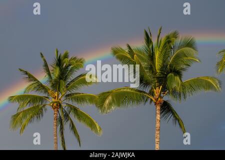 Zwei Palmen vor einem dunklen Himmel mit einem Regenbogen auf Kauai, Hawaii, USA Stockfoto