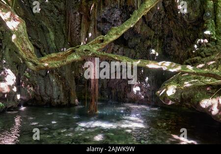 Die berühmten mythologischen Ort - Bäder der Aphrodite - die schöne Pool im natürlichen Höhle umgeben von einem Feigenbaum im Botanischen Garten auf der Akamas Peni Stockfoto