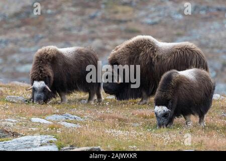 Muskenkochen (Ovibos moschatus) in der Herbstlandschaft, Fjall, männlich, Dovrefjell-Sunndalsfjella-Nationalpark, Norwegen Stockfoto