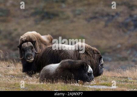 Muskenkochen (Ovibos moschatus) in der Herbstlandschaft, Fjall, männlich, Dovrefjell-Sunndalsfjella-Nationalpark, Norwegen Stockfoto