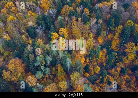 Luftbild von Oben nach Unten Blick auf Herbst Wald mit grünen und gelben Bäume. Gemischten Laub- und Nadelwald. Herbst Wald von oben. Bunte Wald ae Stockfoto