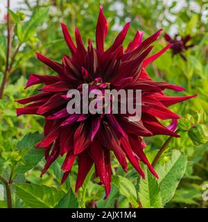 Nahaufnahme der Blüte der riesigen dekorative Dahlie schwarze Monarch gegen grüne Laub gesetzt Stockfoto