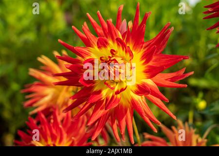 Dahlie Kenora Sonnenuntergang ihre glühenden Farben zeigen im Herbst Sonnenschein, dieses Medium semi Cactus mit zweifarbigen Blüten ist eine Aussage, die Blume Stockfoto