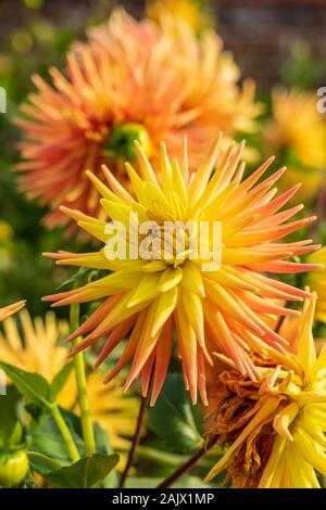 Halb cactus Dahlien Ryecroft Zoe mit anderen Dahlien im Hintergrund, Blüte im Herbst Sonnenschein Stockfoto