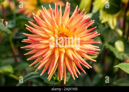 Eine Nahaufnahme von Dahlia Avoca Commanche Blüte im Herbst Sonnenschein Stockfoto