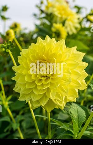 Nahaufnahme der Blüte von mittlerer dekorative Dahlie Charlie zwei Blüte Dahlie Grenze im Sommer Stockfoto