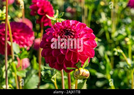 Dahlie JS Dorothy, Rose, eine kleine Kugel Dahlia, Blüte im Englischen Garten im Sommer Stockfoto