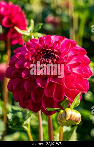 Dahlie JS Dorothy, Rose, eine kleine Kugel Dahlia, Blüte im Englischen Garten im Sommer Stockfoto