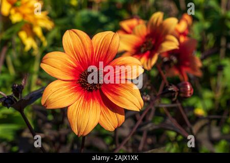 Nahaufnahme von Dahlia's Hadrian Sonnenuntergang Blume in einer Blume Grenze mit anderen Dahlien im Hintergrund wächst Stockfoto