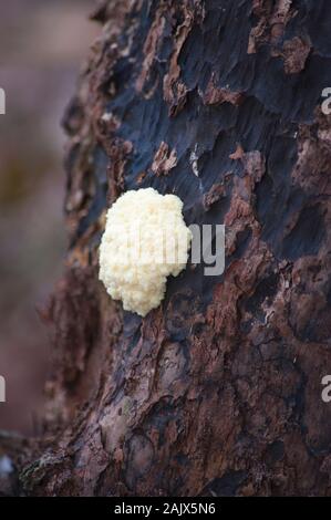 Erste (schäumende Fomes fomentarius) Phase der, Pferde Pilz Huf. Stockfoto