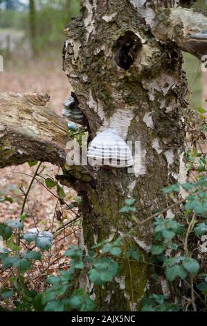 Pferdehuf Pilz. Fomes fomentarius Stockfoto