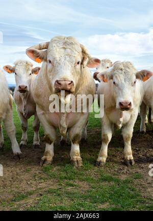 Charolais Kühe mit Stier in einem Feld in der französischen Landschaft Stockfoto