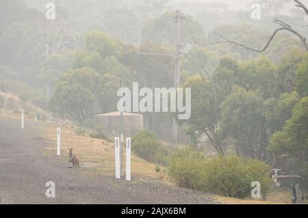 Wallaby Essen am Straßenrand während der schweren bushfire Rauch in der Nähe Brände durchgebrannt Stockfoto