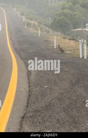 Wallaby Essen am Straßenrand während der schweren bushfire Rauch in der Nähe Brände durchgebrannt Stockfoto