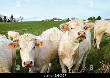 Charolais Kühe in einem Feld in der französischen Landschaft Stockfoto