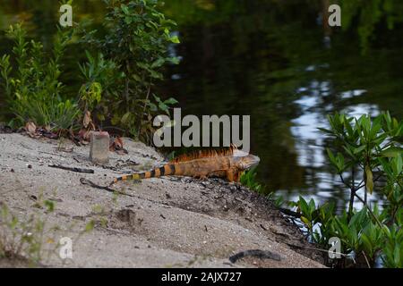 Männliche Grüner Leguan Stockfoto