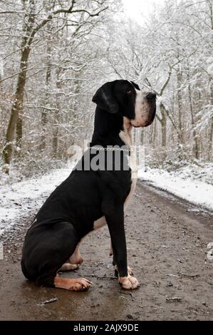 Eine Dogge Hunderasse, die in einem verschneiten Wald sitzen. Stockfoto