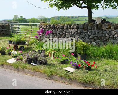 Blumen und Pflanzen für den Verkauf am Straßenrand in einem Derbyshire Dorf bei Zahlung auf eine Honesty Box System. Ehrlichkeit UK Abschaltdruck Stockfoto