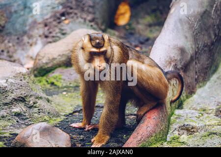 Südliche Schwein-tailed Macaque (sundaland Pigtail macaque oder Sunda Schwein-tailed Macaque), im Zoo, Prag. Die südlichen Schwein-tailed Makaken (Macaca nemestrin Stockfoto