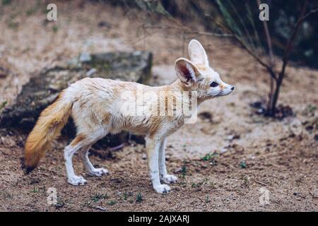 Die fennec Fox, oder Fennec (Vulpes zerda), ist eine kleine dämmerungs Fox in der Sahara in Nordafrika, die Halbinsel Sinai, South West Israel (Arav gefunden Stockfoto