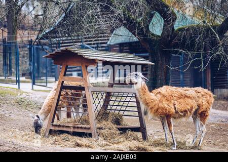 Braun Lamas auf der Prager Zoo. Alpaka ist die Verlegung auf dem Boden im Zoo von Prag. Südamerikanische Lamas im Zoo Voliere am Schrägförderer. Stockfoto