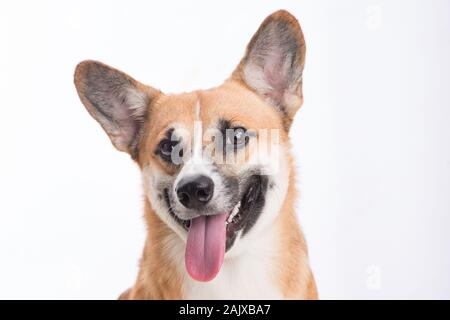 Porträt eines Hundes Welsh Corgi Pembroke im Studio vor einem weißen Hintergrund Stockfoto