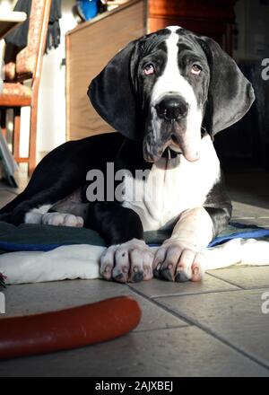 Eine niedliche Welpen Deutsche Dogge Rasse. Das ist große Rasse Hund. Stockfoto