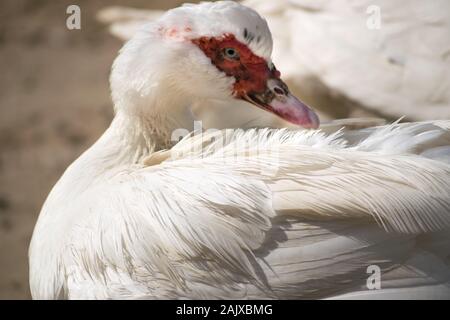 Weiße Federn von der Muscovy Duck Stockfoto