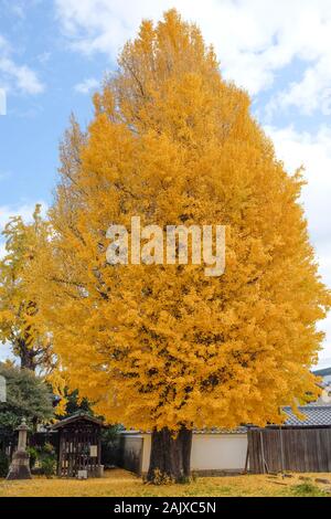 Ein gingko Baum an Ekoji Tempel in Kyoto, Japan. Stockfoto