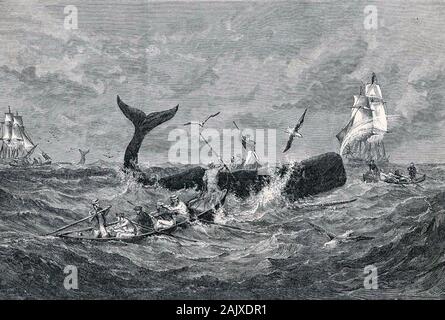 Pottwal Jagd 1868 Stockfoto