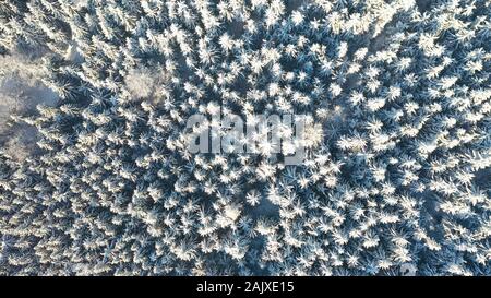 Blick von oben auf die weiße Fichten frisch verschneite an sonnigen Wintertag im Berg, Liberec, Tschechische Republik Stockfoto