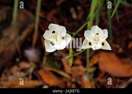 Dietes bicolor bekannt als gelbe Wild Iris oder Peacock Blume in Kirstenbosch National Botanical Garden, Cape Town, Südafrika. Stockfoto