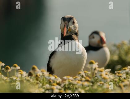 Atlantic Papageientaucher, Wales, Großbritannien Stockfoto