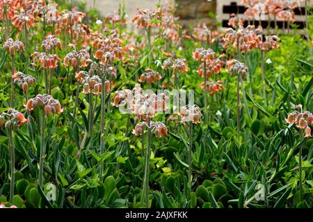 Keimblatt orbiculata, die gemeinhin als schweinsohren oder rund - Blätterte Nabel - Würze in Kirstenbosch National Botanical Garden, Cape Town, Südafrika. Stockfoto