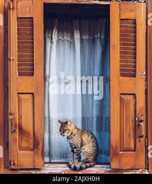 Windows weiß getünchte Haus und Katze zwischen Fensterläden sitzen. Katze sitzt im Fenster, Hauskatze außerhalb. Schöne vintage Griechische Fenster mit oder Stockfoto