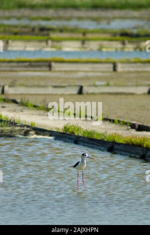 Schwarz - geflügelte Stelzenläufer (Himantopus himantopus) Bezirk Aveiro Portugal Stockfoto