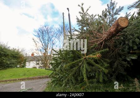 Entsorgte Weihnachtsbäume an eine Sammelstelle in einen Parkplatz in Bray, Berkshire. Die Royal Borough of Windsor und Maidenhead Rat eingerichtet sind, Entfernen, Vernichten und Sie Kompost, bevor Sie sind und in den Boden Klimaanlage eingeschaltet. Stockfoto