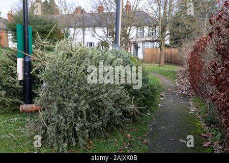 Entsorgte Weihnachtsbäume an eine Sammelstelle in einen Parkplatz in Bray, Berkshire. Die Royal Borough of Windsor und Maidenhead Rat eingerichtet sind, Entfernen, Vernichten und Sie Kompost, bevor Sie sind und in den Boden Klimaanlage eingeschaltet. Stockfoto
