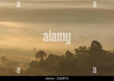 Morgennebel von Bäumen in Khao Takhian Ngo Phetchabun in Thailand. Stockfoto