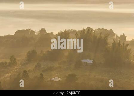 Morgennebel von Bäumen in Khao Takhian Ngo Phetchabun in Thailand. Stockfoto