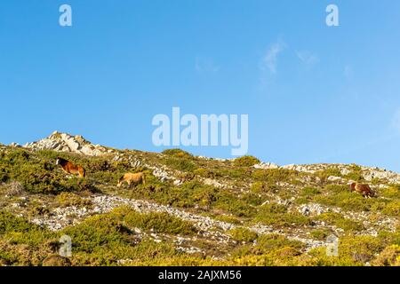 Erhaltung der Beweidung. Pferde halten Sie scrub durch Beweidung im Naturschutzgebiet an der Overton Cliff. Port Eynon, Gower Halbinsel, Wales Stockfoto